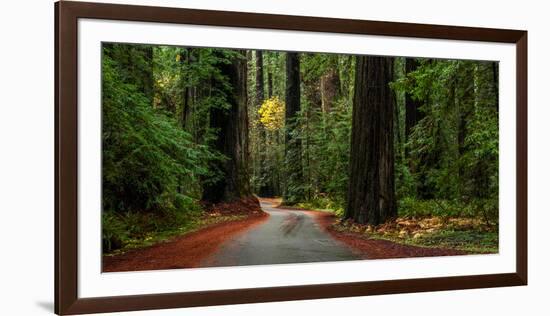 Giant Redwood trees along a forest, Humboldt Redwoods State Park, California, USA-null-Framed Photographic Print