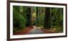 Giant Redwood trees along a forest, Humboldt Redwoods State Park, California, USA-null-Framed Photographic Print