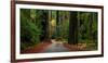 Giant Redwood trees along a forest, Humboldt Redwoods State Park, California, USA-null-Framed Photographic Print