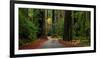 Giant Redwood trees along a forest, Humboldt Redwoods State Park, California, USA-null-Framed Photographic Print