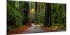 Giant Redwood trees along a forest, Humboldt Redwoods State Park, California, USA-null-Mounted Photographic Print