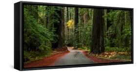 Giant Redwood trees along a forest, Humboldt Redwoods State Park, California, USA-null-Framed Stretched Canvas