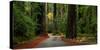 Giant Redwood trees along a forest, Humboldt Redwoods State Park, California, USA-null-Stretched Canvas