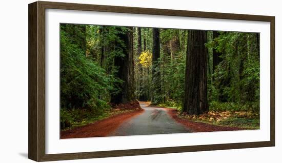 Giant Redwood trees along a forest, Humboldt Redwoods State Park, California, USA-null-Framed Photographic Print