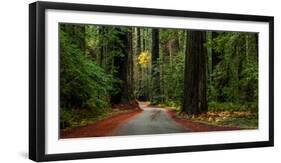 Giant Redwood trees along a forest, Humboldt Redwoods State Park, California, USA-null-Framed Photographic Print