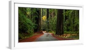 Giant Redwood trees along a forest, Humboldt Redwoods State Park, California, USA-null-Framed Photographic Print