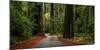 Giant Redwood trees along a forest, Humboldt Redwoods State Park, California, USA-null-Mounted Photographic Print