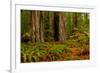 Giant Redwood trees and ferns leaves in a forest, Humboldt Redwoods State Park, California, USA-null-Framed Photographic Print