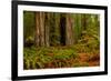 Giant Redwood trees and ferns leaves in a forest, Humboldt Redwoods State Park, California, USA-null-Framed Photographic Print