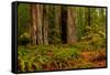 Giant Redwood trees and ferns leaves in a forest, Humboldt Redwoods State Park, California, USA-null-Framed Stretched Canvas