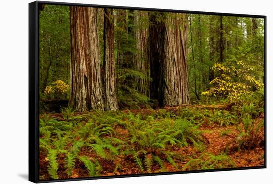 Giant Redwood trees and ferns leaves in a forest, Humboldt Redwoods State Park, California, USA-null-Framed Stretched Canvas