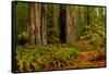 Giant Redwood trees and ferns leaves in a forest, Humboldt Redwoods State Park, California, USA-null-Framed Stretched Canvas