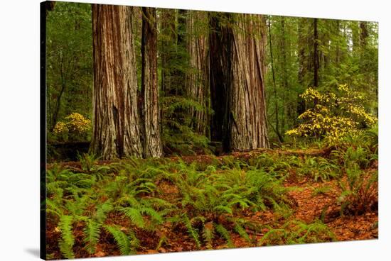 Giant Redwood trees and ferns leaves in a forest, Humboldt Redwoods State Park, California, USA-null-Stretched Canvas