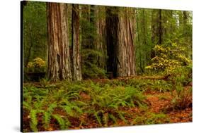 Giant Redwood trees and ferns leaves in a forest, Humboldt Redwoods State Park, California, USA-null-Stretched Canvas