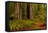 Giant Redwood trees and ferns leaves in a forest, Humboldt Redwoods State Park, California, USA-null-Framed Stretched Canvas