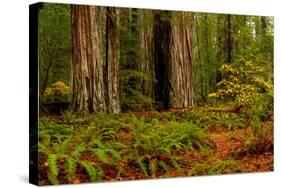 Giant Redwood trees and ferns leaves in a forest, Humboldt Redwoods State Park, California, USA-null-Stretched Canvas