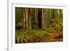 Giant Redwood trees and ferns leaves in a forest, Humboldt Redwoods State Park, California, USA-null-Framed Photographic Print