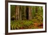 Giant Redwood trees and ferns leaves in a forest, Humboldt Redwoods State Park, California, USA-null-Framed Photographic Print