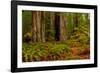 Giant Redwood trees and ferns leaves in a forest, Humboldt Redwoods State Park, California, USA-null-Framed Photographic Print