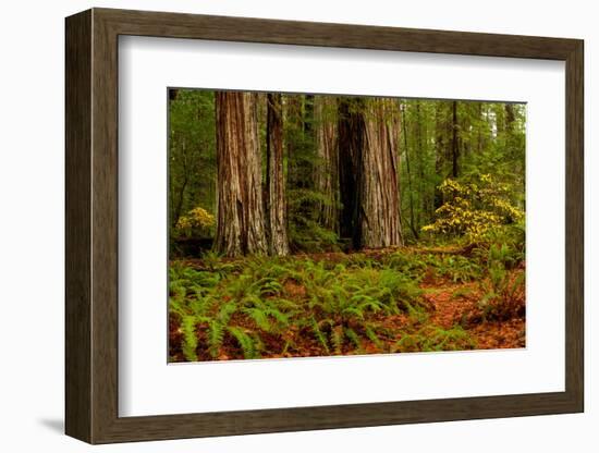 Giant Redwood trees and ferns leaves in a forest, Humboldt Redwoods State Park, California, USA-null-Framed Photographic Print