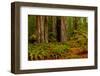 Giant Redwood trees and ferns leaves in a forest, Humboldt Redwoods State Park, California, USA-null-Framed Photographic Print