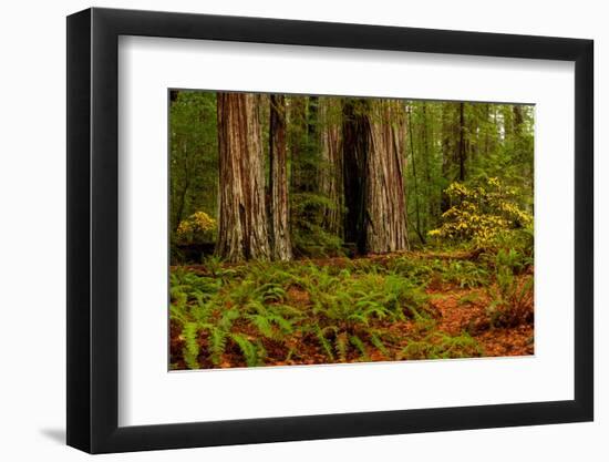 Giant Redwood trees and ferns leaves in a forest, Humboldt Redwoods State Park, California, USA-null-Framed Photographic Print