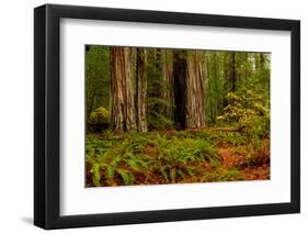 Giant Redwood trees and ferns leaves in a forest, Humboldt Redwoods State Park, California, USA-null-Framed Photographic Print