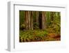 Giant Redwood trees and ferns leaves in a forest, Humboldt Redwoods State Park, California, USA-null-Framed Photographic Print