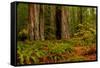 Giant Redwood trees and ferns leaves in a forest, Humboldt Redwoods State Park, California, USA-null-Framed Stretched Canvas