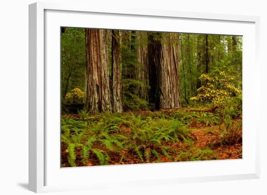 Giant Redwood trees and ferns leaves in a forest, Humboldt Redwoods State Park, California, USA-null-Framed Photographic Print