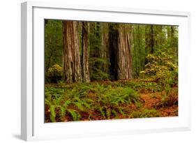 Giant Redwood trees and ferns leaves in a forest, Humboldt Redwoods State Park, California, USA-null-Framed Photographic Print