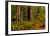 Giant Redwood trees and ferns leaves in a forest, Humboldt Redwoods State Park, California, USA-null-Framed Photographic Print