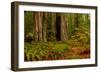 Giant Redwood trees and ferns leaves in a forest, Humboldt Redwoods State Park, California, USA-null-Framed Photographic Print