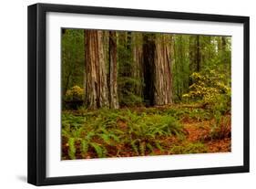 Giant Redwood trees and ferns leaves in a forest, Humboldt Redwoods State Park, California, USA-null-Framed Photographic Print