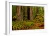 Giant Redwood trees and ferns leaves in a forest, Humboldt Redwoods State Park, California, USA-null-Framed Photographic Print