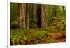 Giant Redwood trees and ferns leaves in a forest, Humboldt Redwoods State Park, California, USA-null-Framed Photographic Print