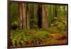 Giant Redwood trees and ferns leaves in a forest, Humboldt Redwoods State Park, California, USA-null-Framed Photographic Print