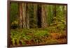 Giant Redwood trees and ferns leaves in a forest, Humboldt Redwoods State Park, California, USA-null-Framed Photographic Print