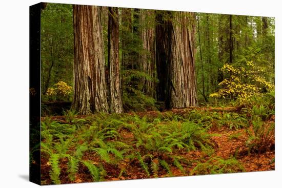 Giant Redwood trees and ferns leaves in a forest, Humboldt Redwoods State Park, California, USA-null-Stretched Canvas