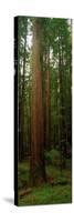 Giant Redwood Trees Ave of the Giants Redwood National Park Northern CA-null-Stretched Canvas