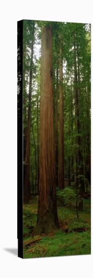 Giant Redwood Trees Ave of the Giants Redwood National Park Northern CA-null-Stretched Canvas