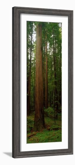 Giant Redwood Trees Ave of the Giants Redwood National Park Northern CA-null-Framed Photographic Print