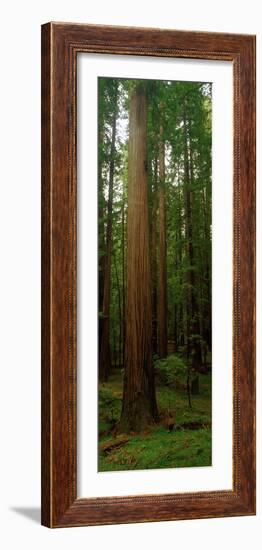 Giant Redwood Trees Ave of the Giants Redwood National Park Northern CA-null-Framed Photographic Print