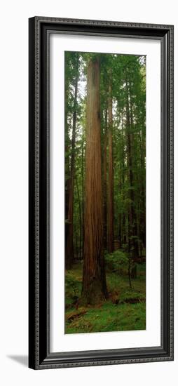 Giant Redwood Trees Ave of the Giants Redwood National Park Northern CA-null-Framed Photographic Print