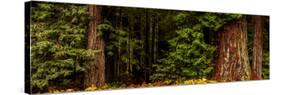 Giant Redwood trees in a forest, Humboldt Redwoods State Park, California, USA-null-Stretched Canvas