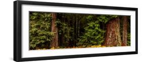 Giant Redwood trees in a forest, Humboldt Redwoods State Park, California, USA-null-Framed Photographic Print