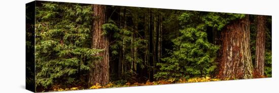 Giant Redwood trees in a forest, Humboldt Redwoods State Park, California, USA-null-Stretched Canvas