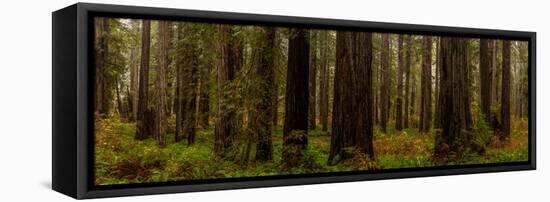 Giant Redwood trees in a forest, Humboldt Redwoods State Park, California, USA-null-Framed Stretched Canvas