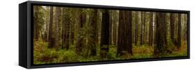 Giant Redwood trees in a forest, Humboldt Redwoods State Park, California, USA-null-Framed Stretched Canvas