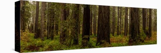 Giant Redwood trees in a forest, Humboldt Redwoods State Park, California, USA-null-Stretched Canvas